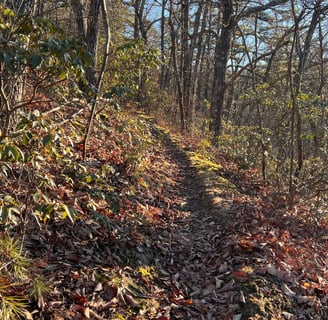steep uphill track at spec mine trail