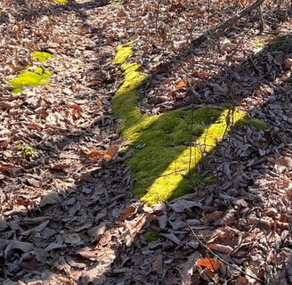 spec mine trail with mossy green moss