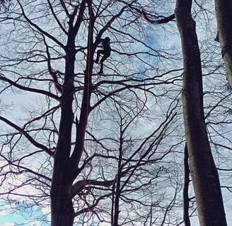 Personne en haut d'un Arbre en hiver.