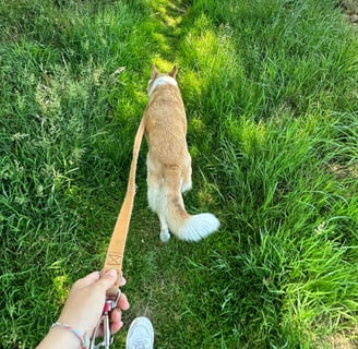 Promenade chien