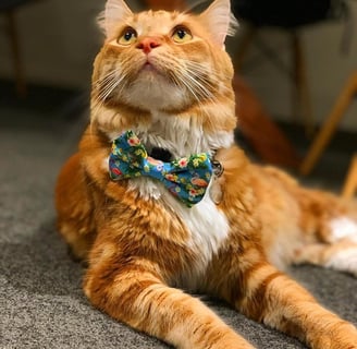 Orange cat wearing a bandana collar
