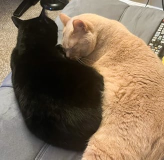 two cats sleeping together
