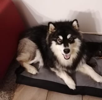 alaskan malamute dentro casa