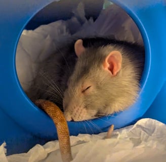 A gray rat sleeps comfortably in a blue Ratellite hideaway dome.