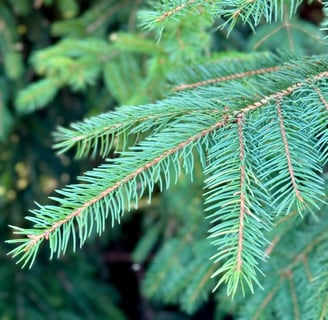 close up photo of green forest fir branches