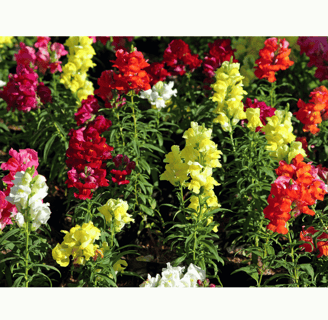 Antirrhinum majus with tall spikes of colorful tubular flowers in pink, red, yellow, and white.