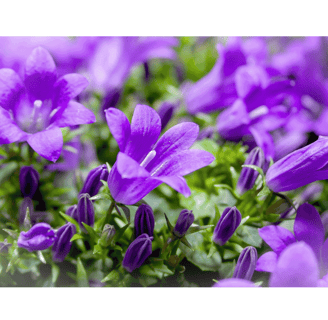 Campanula spp., bell-shaped blue and purple flowers with green foliage in a garden setting.