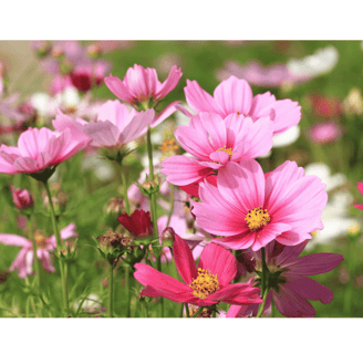 Cosmos bipinnatus with vibrant daisy-like flowers in shades of pink, white, and magenta.