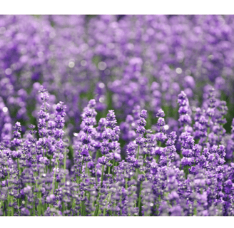Lavandula angustifolia growing in a sunny garden setting