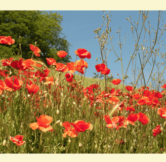 Papaver rhoeas with scarlet, paper-thin petals and a dark center, swaying on slender green stems.