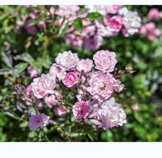 Rosa gallica in full bloom, displaying deep pink to red petals with a velvety texture.