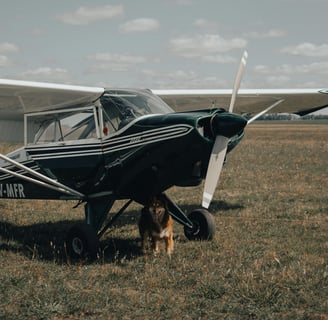 dog standing beneath a small airplane