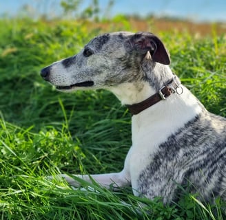 Lévrier whippet coucher dans l'herbe