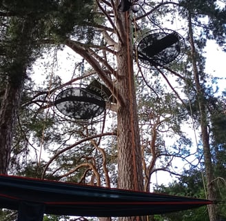 Gros plan de hamacs au sol avec Pin noir d'Autriche en arrière plan, avec des installations dedans.