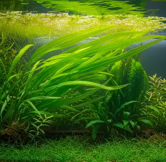 Ficha Vallisneria spiralis