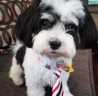 Mal-Shi Puppies for sale in Louisiana  