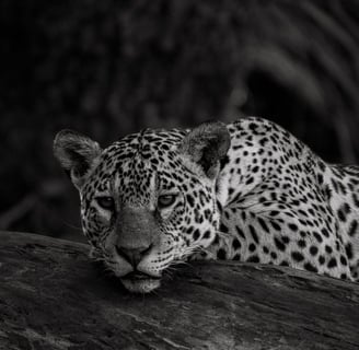 a leopard resting on a log log in the wild