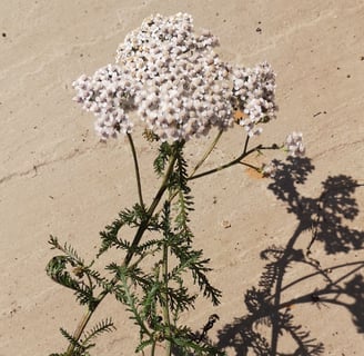Yarrow flowers and leaf on a beige background
