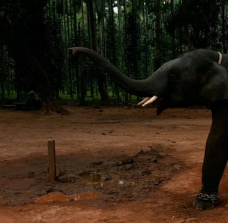 Appu a elephant named after the actor Puneet Rajkumar