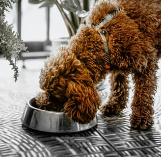 a dog is eating food out of a bowl