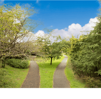 a path leading to a path with trees and bushes