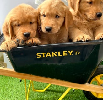 CACHORROS GOLDEN RETRIEVER