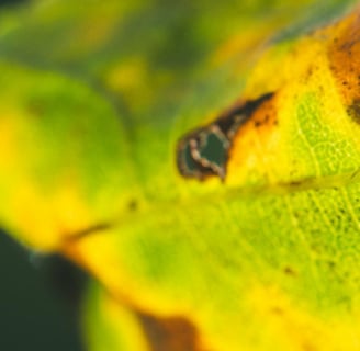 Bacterial leaf spot