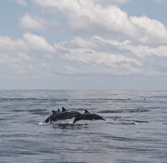 Dolphins swimming near a fishing boat in Zanzibar – Sustainable fishing experience