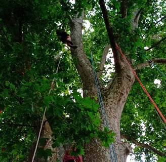 Personnes particpants à une animation Grimpe d'Arbre