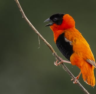 Foto van een Northern Red Bishop, een kleurrijke wevervogel met een opvallend rood verenkleed, beken