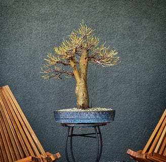 defoliated ficus bonsai tree by Colin Purcell 