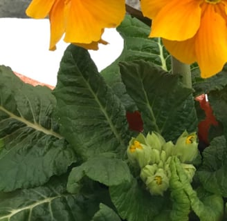 zumbul flower