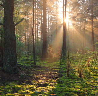 a forest scene with a sunbeamed sun shining through the trees