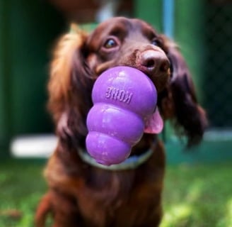 a dog is playing with a purple toy