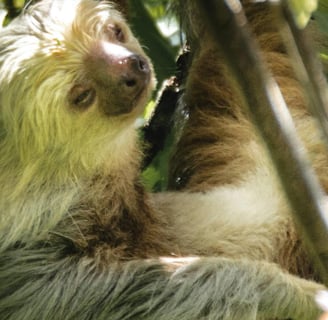 oso perezoso, oso perezoso arenal, biodiversidad arenal, oso perezoso costa rica