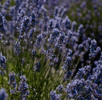 Campo de lavanda desfocado representando um espaço calmo e seguro para responder perguntas reais