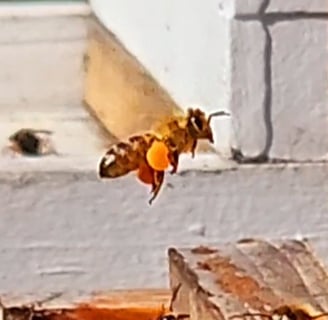 Coltsfoot Pollen
