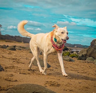 My dog, Skye, enjoying a beach walk in Edinburgh