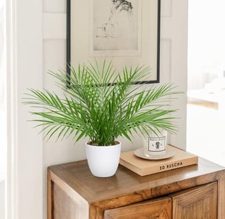 Planta Artificial de 40,6 cm en Maceta, decoración Moderna de Palmera Artificial, Plantas Artificial