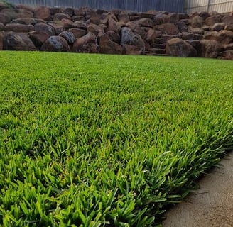 buffalo grass lawn