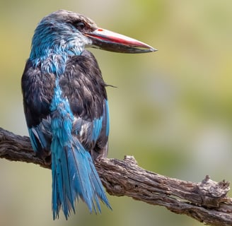 Foto van een Blue-breasted Kingfisher, een kleurrijke ijsvogel met een opvallende blauwe borst en or