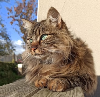 Chat