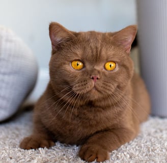 Cinnamon-colored British Shorthair kitten exploring a cozy home