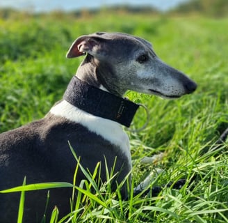 Whippet coucher dans l'herbe