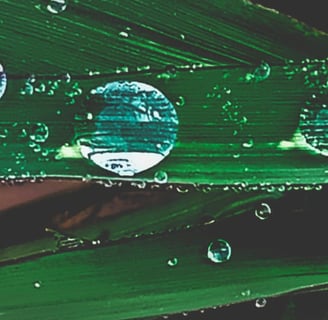 water drop on leaf