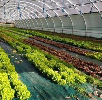 Salades sous serre