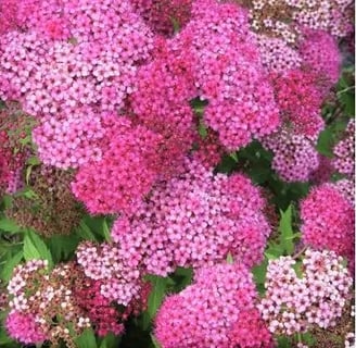 Neon Flash Spirea