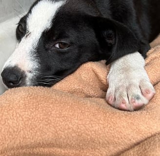 a dog laying on a blanket on a blanket