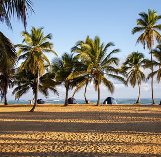 Camping on a palm-lined beach in the Dominican Republic near the Caribbean Sea