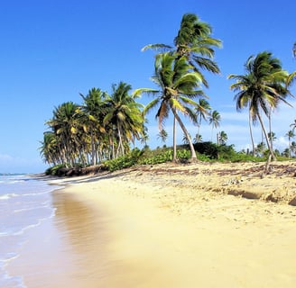 a beach with palm trees and a blue sky in miches